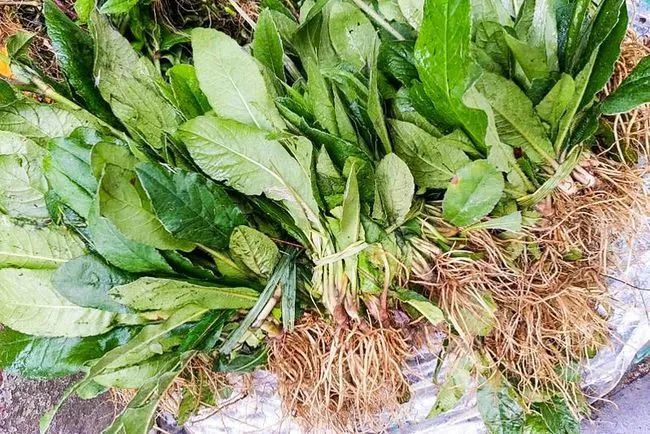 俗称&ldquo;地胆草&rdquo;,叶子无人吃根煲汤有奇效,6月正当季别错过图1