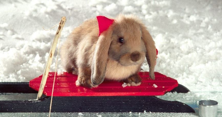 属兔人:你有喜事了!9月5号,家庭里将有&ldquo;三桩好事&rdquo;,不是图1