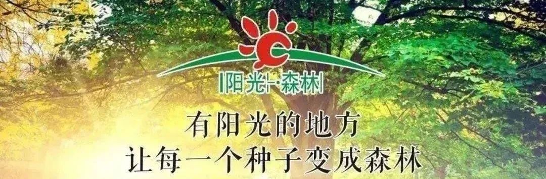 牙疼及牙龈出血是怎么回事? 【阳光森林整体自然医学疗法图1