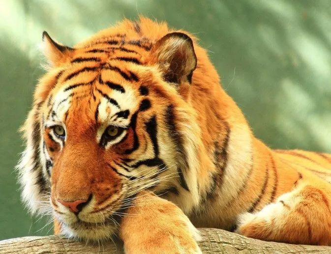 属虎人:未来3年,将有&ldquo;四囍&rdquo;到家,7秒消失,不接不吉!