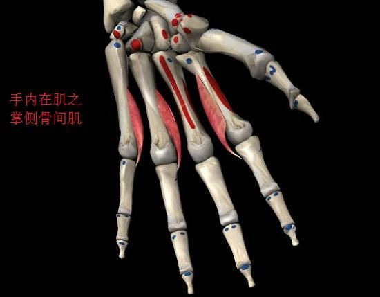 骨间?。ㄕ撇啵?     /></p><p><h2>骨间肌（背侧）</h2>如下图所示，4束背侧骨间肌在起点和止点各有两个头，起点处的两头分别位于相邻两掌骨近端的尺侧和桡侧，1、2背侧骨间肌分别止于示指和中指近节指骨近端桡侧，3、4背侧骨间肌分别止于中指和小指近节指骨近端尺侧。背侧骨间肌和蚓状肌、掌侧骨间肌一样具有屈曲掌指关节、伸展指间关节的功能，与此同时，1、2背侧骨间肌可使示指和中指桡偏，3、4背侧骨间肌可使中指和环指尺偏。背侧骨间肌由尺神经深支支配。</p><p><img title=