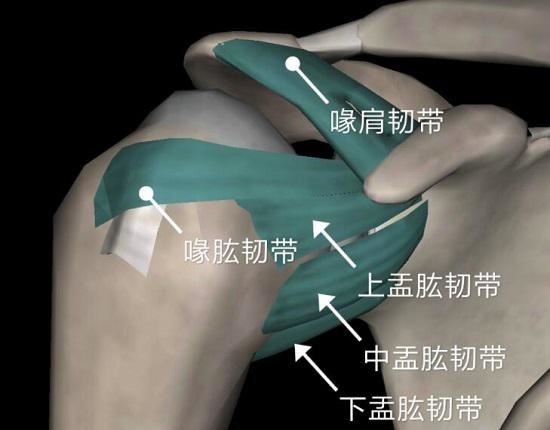 肩关节处的韧带 肩关节处的韧带