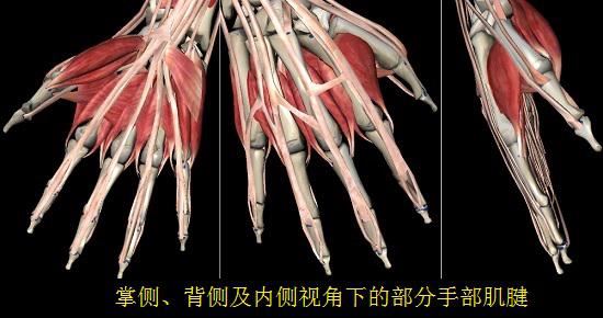 手部肌腱（部分）