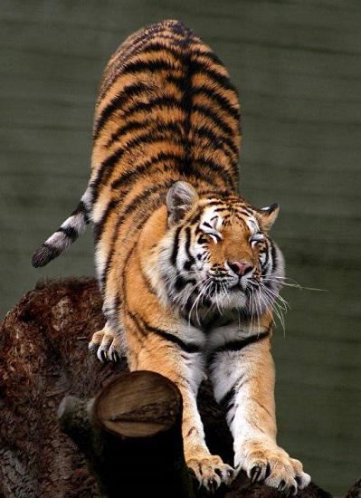 伸个懒腰，缓解腰痛