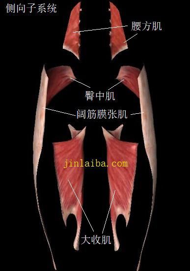 臀中肌及侧向运动子系统