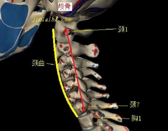我们的颈曲为什么会消失？(贞操是什么意思)图1