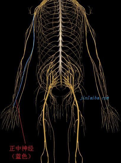 神经系统及正中神经