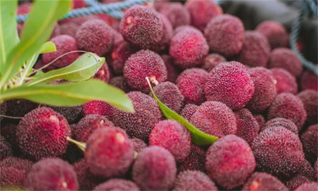 杨梅的营养价值有哪些