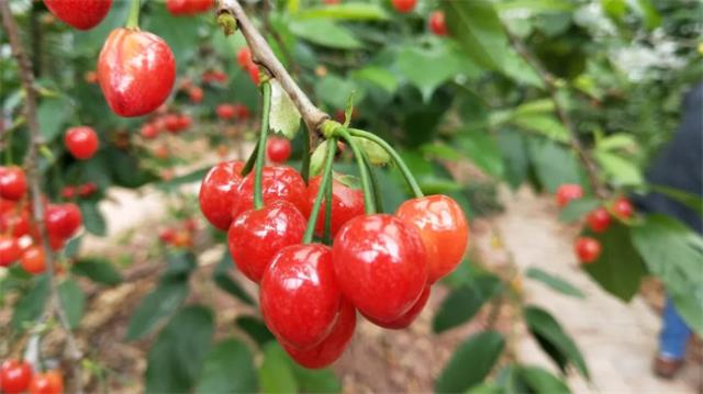 茂县有哪些特色水果