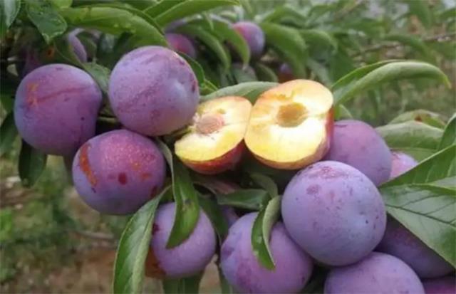 茂县有哪些特色水果