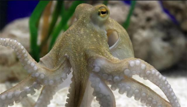 章鱼属于冷血动物吗