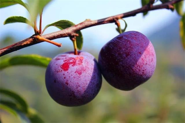 贵州有哪些特色水果