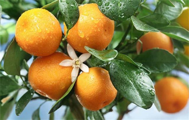 合川有哪些水果 重庆合川特产（血橙，葡萄等）