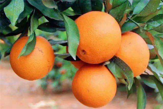 贺州特产 贺州都有什么特产（信都三黄鸡等）