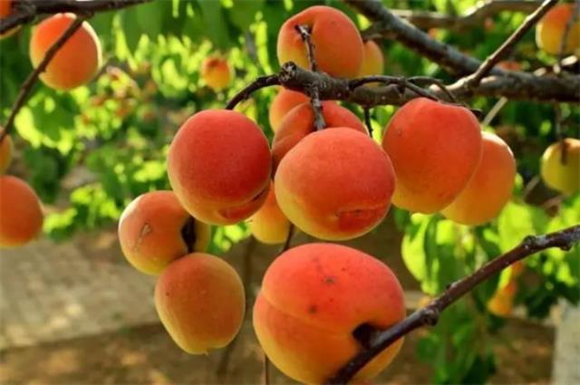 丹东有哪些特色水果 丹东的特产