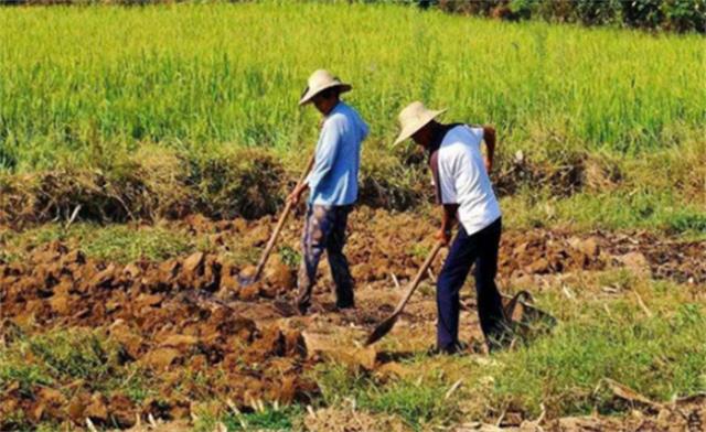 兄弟俩辞职回家种地年营收1亿 种地究竟赚钱吗？图1