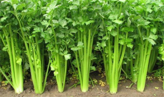 ?西芹与香芹有什么区别 怎么挑选新鲜好的芹菜