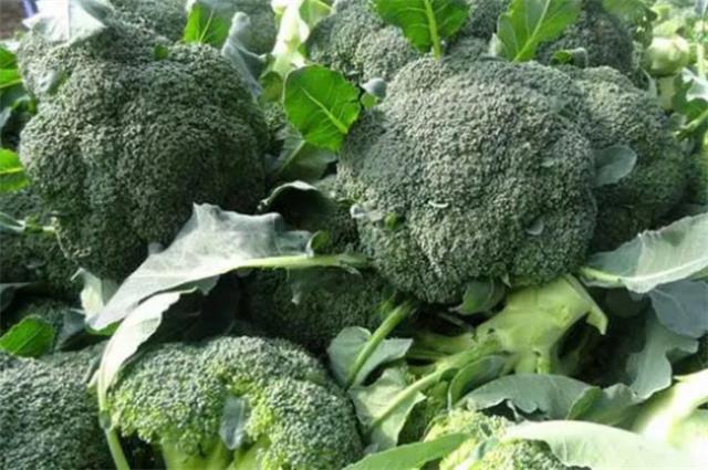 ?食用西兰花的禁忌人群 西兰花不适宜一起吃的食物图1