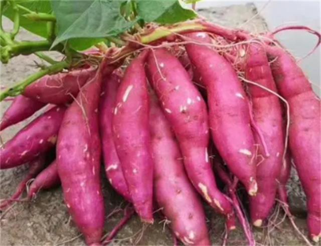 ?红薯煮熟为什么有硬芯 煮熟的红薯隔夜可以吃吗